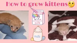 How to grow kitten without mother❓🤔 || The Qetta House