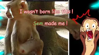 Dissecting a scam ( WCPO ) III - The mad vet and his 3-armed monster 😱