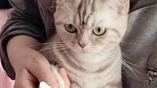 奶奶给小猫米粉儿美甲，原来萌宠小母猫和女孩子们一样爱臭美，真是天性啊，难得安静乖巧又可爱