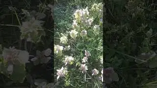 Яснотка пурпурная (Lamium purpureum)