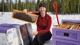 Busy as a Bee | Spring Break Up in Alaska