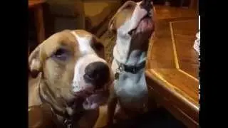 Moe and Mollie learning to say i love you - Dogs Talking Dog Talking Dogs Talking like humans