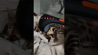котяра на массаже