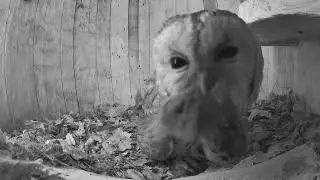 Tawny Owl gets fed voles as she incubates 3 eggs!