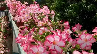 No Secrets of Getting Tons of Adenium Flowers [ Get answers to 4 simple questions]