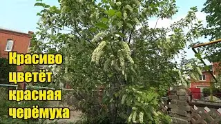 Щит для тира. День рождения у бабы Люси. Черёмуха цветет. Липа. Белая сирень. Муравьи. Индюки.