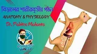 বিড়ালের এনাটমি ও ফিজিওলজি || Cat Anatomy & Physiology Basics || Dr. Pobitro