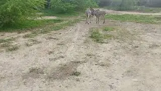 #Donkeylife