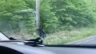 BEAR!!!
