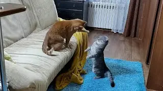 Настроение котиков положенное на музыку