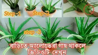 How to grow aloevera at home || easy care and tips of aloevera || অ‍্যালোভেরা গাছের পরিচর্যা