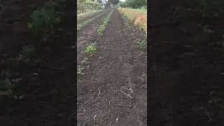 Медведка. МОСПИЛАН - 2 грамма. — 1 л. Вода. Замочить семена живой кукурузы. Внести в грунт, и полить