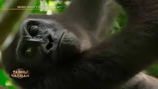 350кг одной рукой