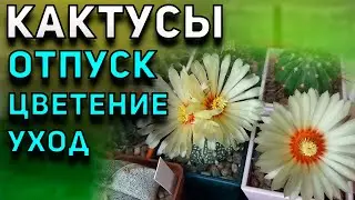 Кактусы. Цветение кактуса. Отпуск. Обзор. Уход за кактусами.