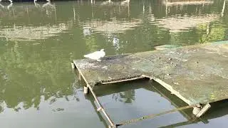 Ngebungkus Sp9 tiktokers