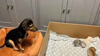 🐱 Котята 2 недели🐕‍🦺Барни нянька 😻Купила Пальто 🧥Пуховик в Zara и UGGU👍Olga Kirchgessner