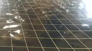 НАШ МРАМОРНЫЙ СОМ