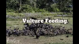 Vulture Photography Tour | Vulture in Nepal