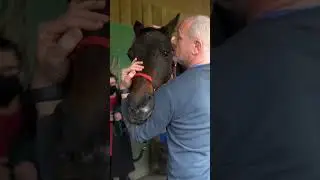 A MUCH NEEDED POLL RELEASE 🐴 Equine Chiropractor
