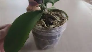 Результат быстрой пересадки орхидеи.