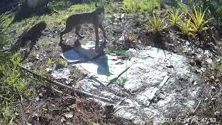 Bobcat visit in Florida
