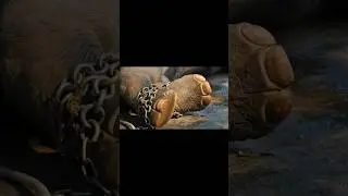 ТРАГИЧЕСКАЯ СУДЬБА СЛОНИХИ ТАЙК #shorts #shortvideo