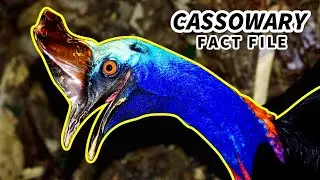Cassowary Facts: the MOST DANGEROUS Bird (?) | Animal Fact Files