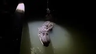 Arkansas Alligators with Handheld Harpoon and a 12ga