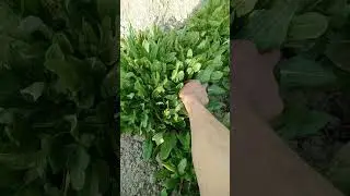 щавель спомнил детство