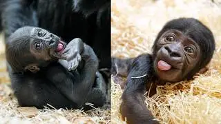 Gorilla Babies 2024: A Year of Miracles