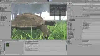 tortle