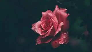 Yandaa - Afomii (Official Audio)
