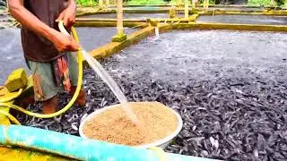 Hybrid Magur Fish Farming Business in India