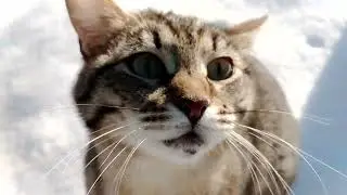 Как коты по насту гуляли.☀️🐈🐅🐯