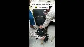 Funny Cow Videos 2023/tiktok funny videos and sad