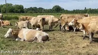 A herd of cows 🐮🐄🐮