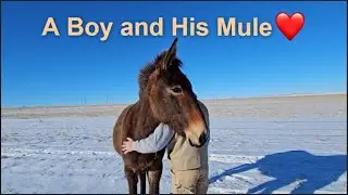 Returning Home from the Army! | Mule on the Ranch Part 2