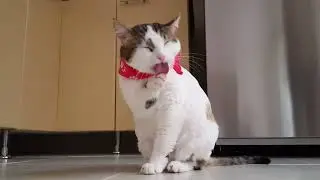Gato acicalándose