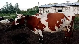 Как дела у Красули!? бройлеры/борщевая заправка /тушонка