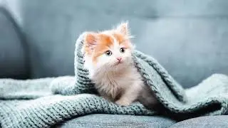 Fotos de Gatitos Bebés