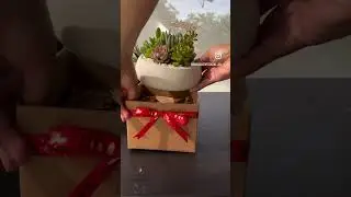 Christmas Succulent arrangements in concrete bowl #succulent #Christmassucculent #christmasgifts
