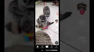 валим валим на гелике