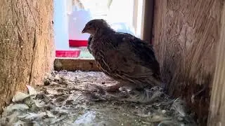 No Eggs Again #quails #quaileggs