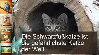 Schwarzfußkatze kaufen als Haustier: Ist die Felis nigripes gefährlich?