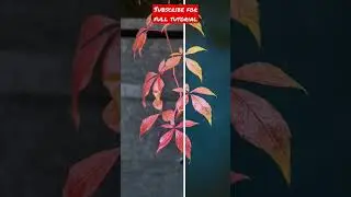 Autumn !! #mobile_click #mobilephotography  #mobile_editing  #macrophotography