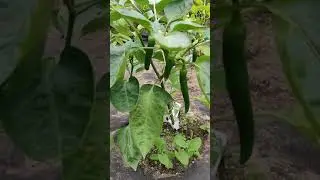 Перец Какаду 