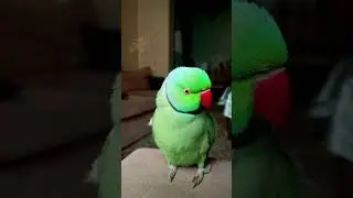 Talking Parrot says i love you so cute 🥰 