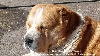ИЛЮША (Тимерташ Илья Муромец) кобель питомника Тимерташ  www.timertash.ru +79048881825 viber whatsap
