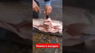 что можно найти в желудке у щуки
