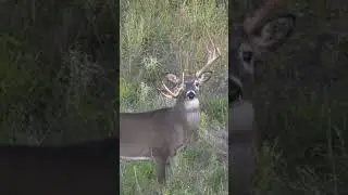 Crazy UNIQUE Whitetail Buck, What Would You Call This Deer? 